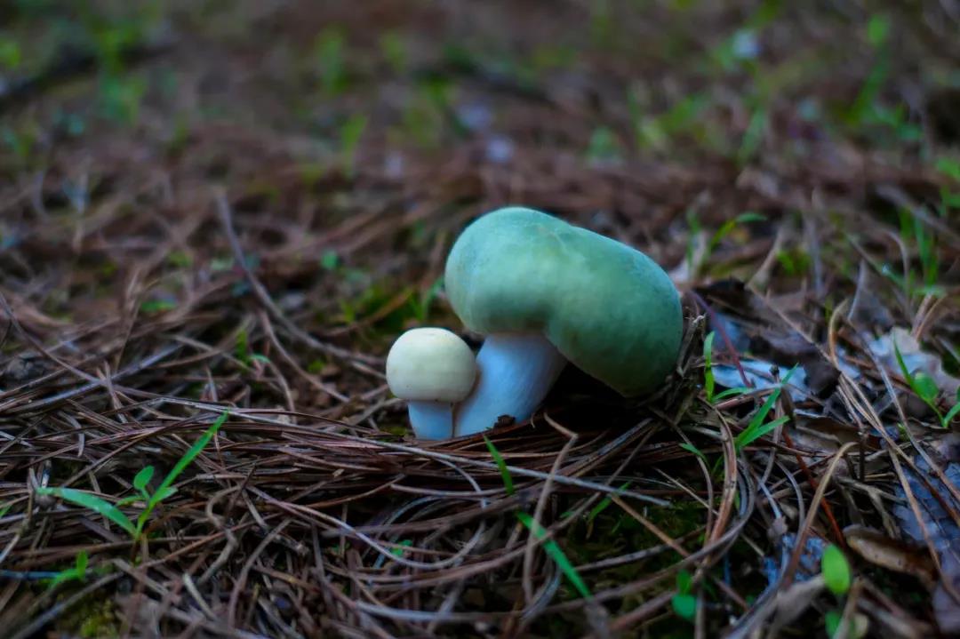 野生菌的N種吃法，沒(méi)有一朵jier能逃出云南人的餐桌