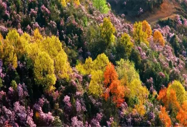 云南傳媒公司：轎子雪山即將迎來最盛花期，滿山杜鵑美哭了