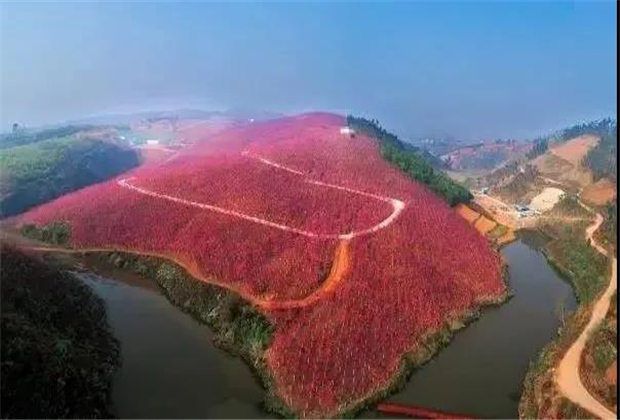 云南傳媒公司：美爆了！3800畝櫻花開了，宜良山后櫻花谷等你來！